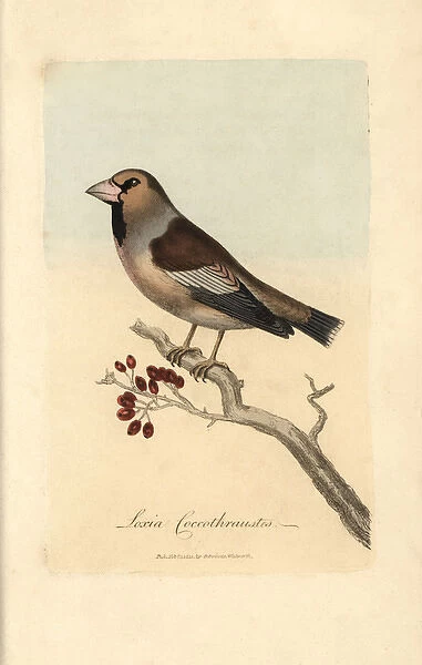 Haw-grosbeak, Hawfinch, Loxia coccothraustes