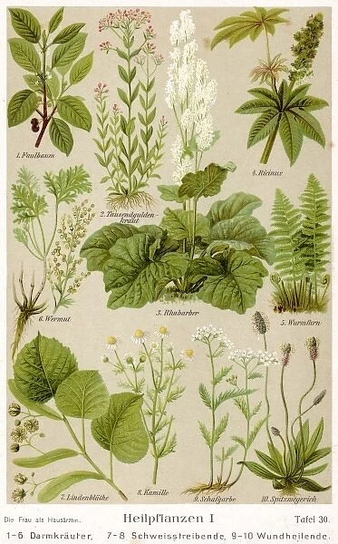 Healing Plants 1904 Pl. 1