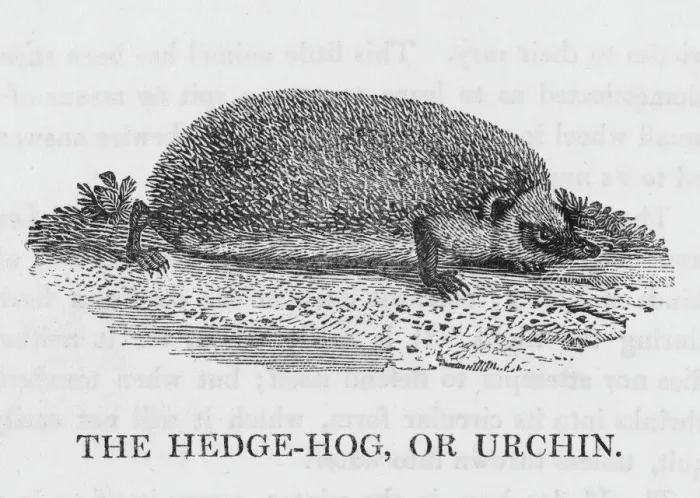 Framed Print : Europe's Common Hedgehog Print Framed Print : Europe's Common Hedgehog Print