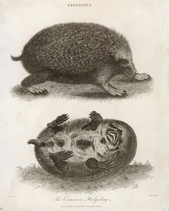 Framed Print : Hedgehog Print, 1803 Engraving of Two Angles Framed Print : Hedgehog Print, 1803 Engraving of Two Angles