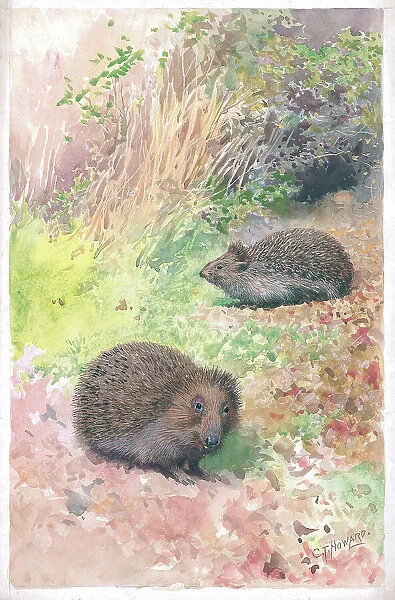 Hedgehogs by Charles Howard