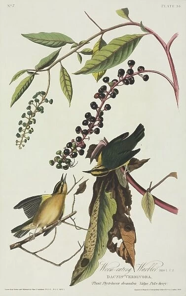 Helmitheros vermivoru, worm-eating warbler