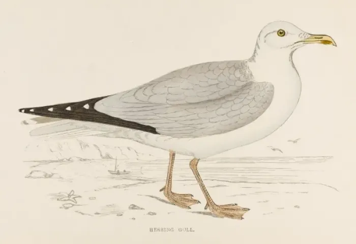 Framed Print : Herring Gull Print Framed Print : Herring Gull Print