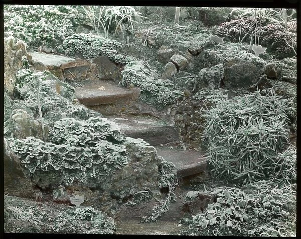 Hoar frost on plants in a garden
