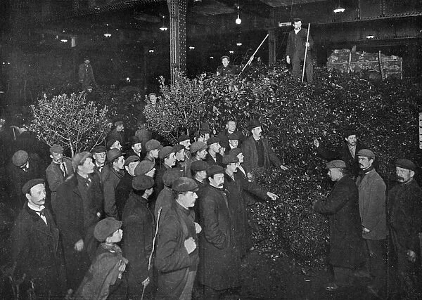 Holly for sale in Covent Garden