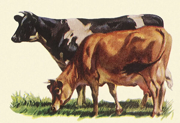 Holstein and Jersey Cows Date: 1948