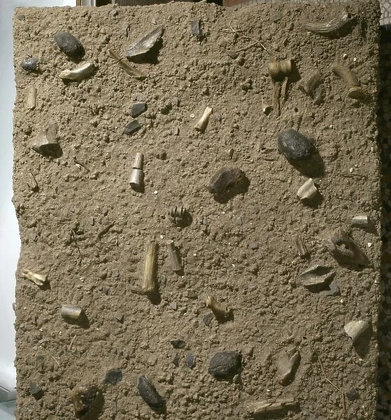 Homo habilis fossil bed