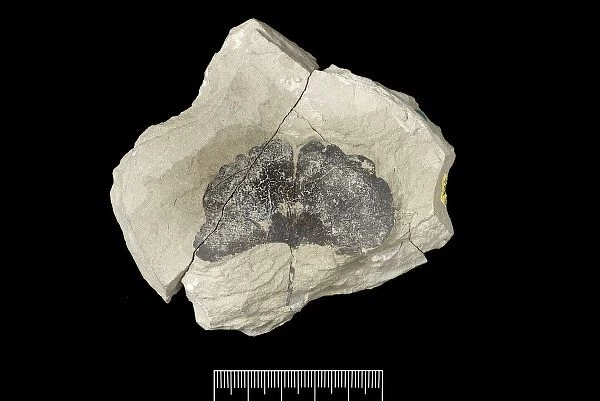 Homo sapiens cranium (Liujiang 1)
