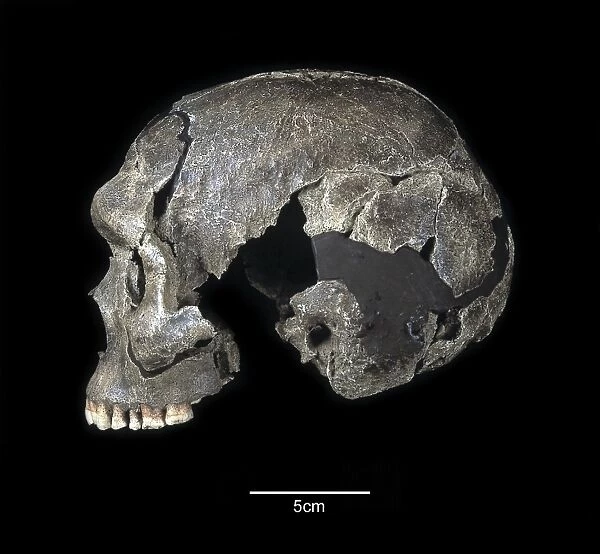 Homo sapiens cranium (Qafzeh 6)