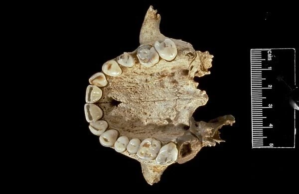 Homo sapiens (Goughs Cave 139) maxillae