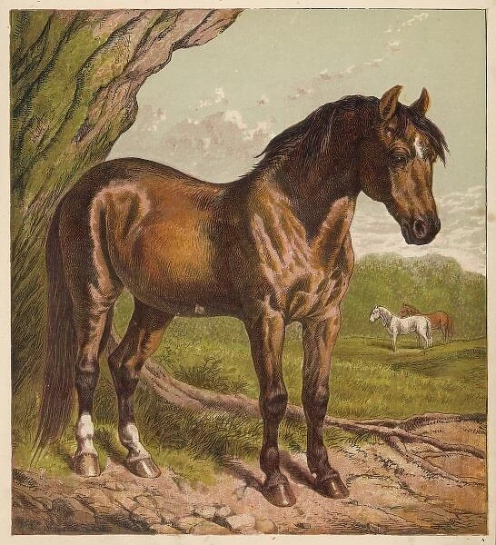 Horse in Field C1860S