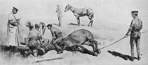 Horse having operation under chloroform, WW1