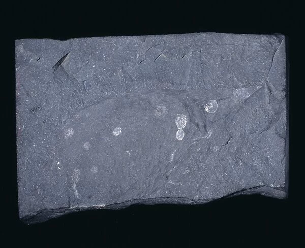 Hurdia victoria, ancient fossil