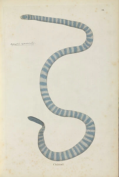 Hydrophis cyanocinctus, Annulated sea snake