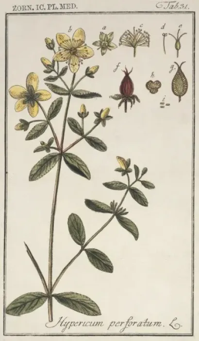 Framed Print : St. John's Wort Print from the Botany Library Plate Collection