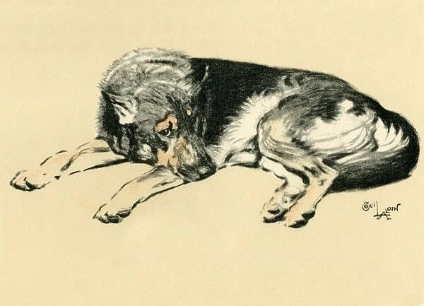 Illustration by Cecil Aldin, Alsatian lying down