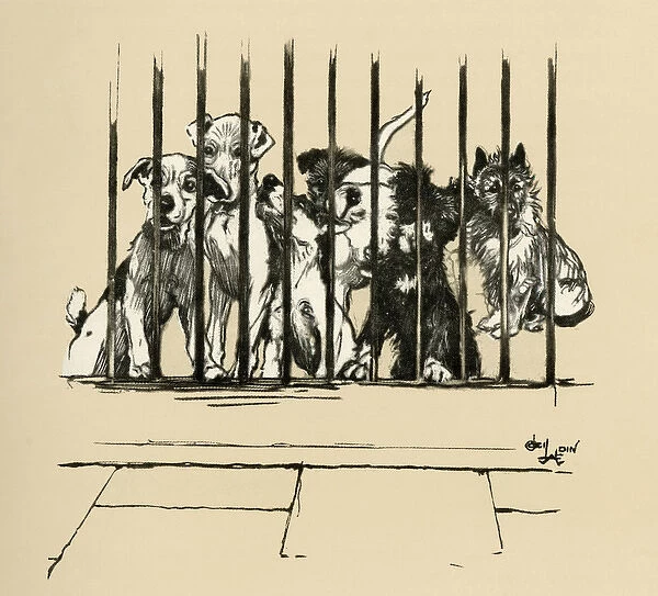 Illustration by Cecil Aldin, Battersea Dogs Home