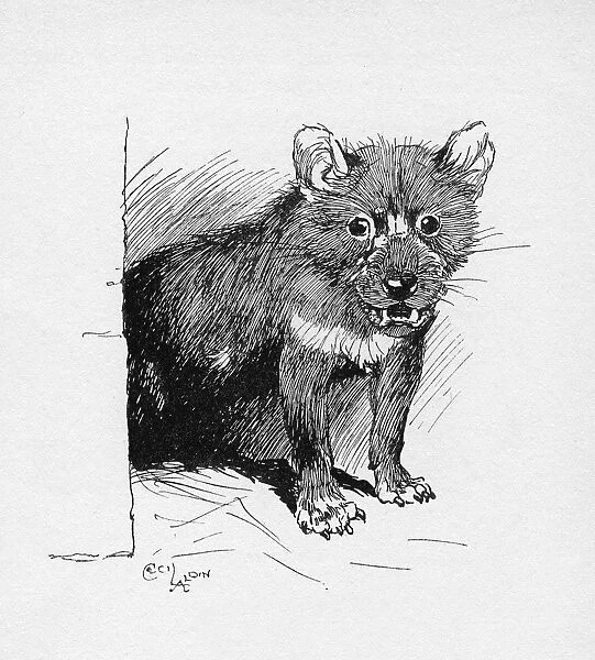 Illustration by Cecil Aldin, The Tasmanian Devil