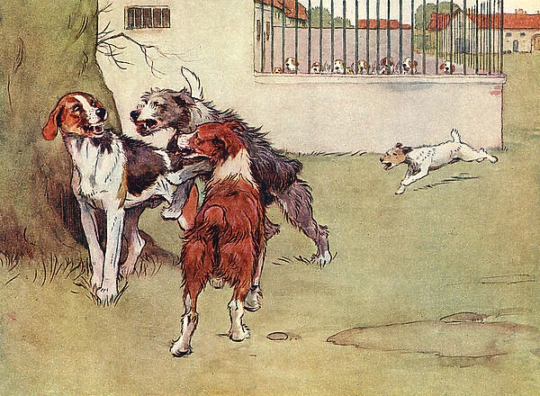 Illustration, Peter, the fox terrier, with three big dogs