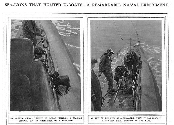 ILN page on submarine hunting sea lions, WW1