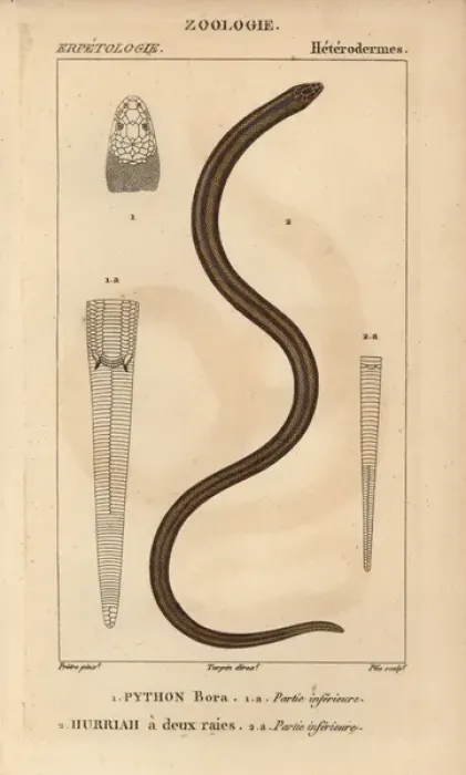 Framed Print : Print of Indian python and New Guinea bockadam Framed Print : Print of Indian python and New Guinea bockadam