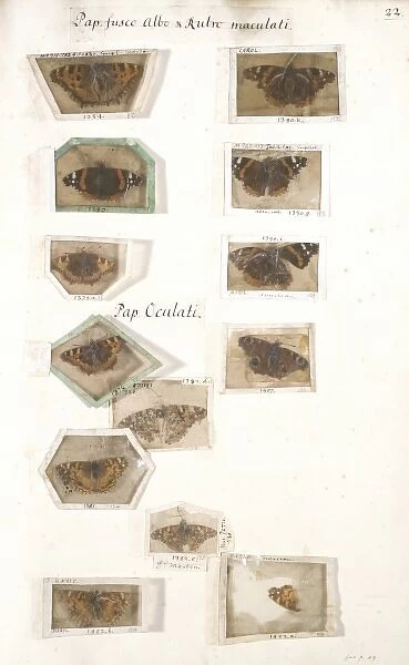 Insect collection by James Petiver (1663-1)