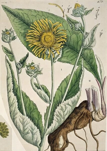 Inula helenium, elecampane