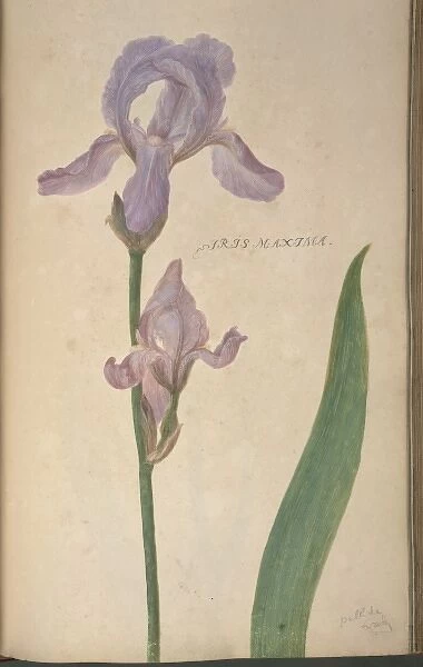 Iris maxima, iris
