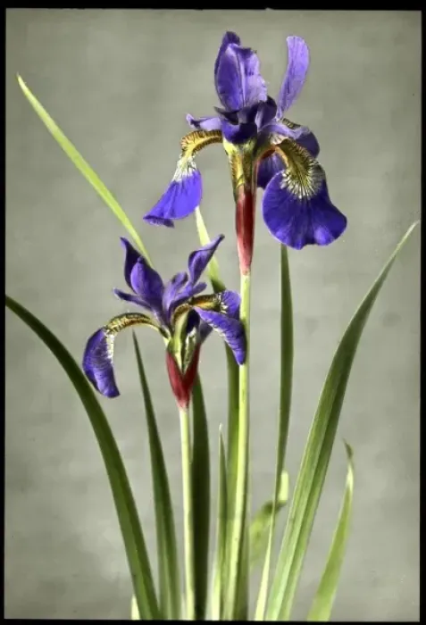 Framed Print : Print of Iris Orientalis Framed Print : Print of Iris Orientalis