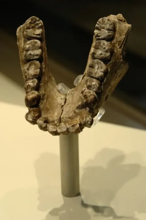 Framed Print : Australopithecus anamensis Jaw Print, Pliocene Fossil Framed Print : Australopithecus anamensis Jaw Print, Pliocene Fossil