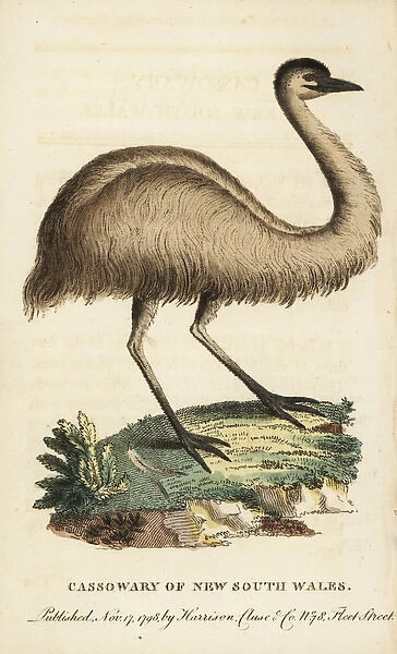 Juvenile cassowary of New South Wales, Casuarius casuarius