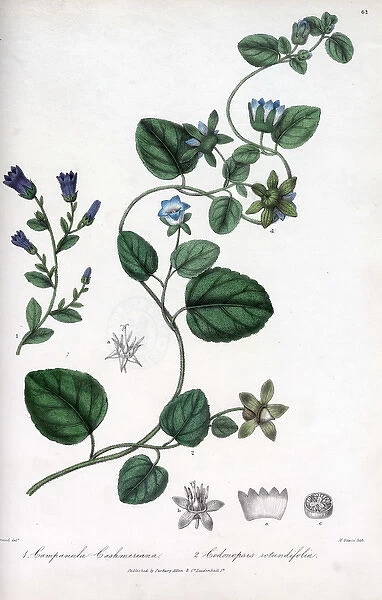 Kashmir campanula and Codonopsis rotundiflora