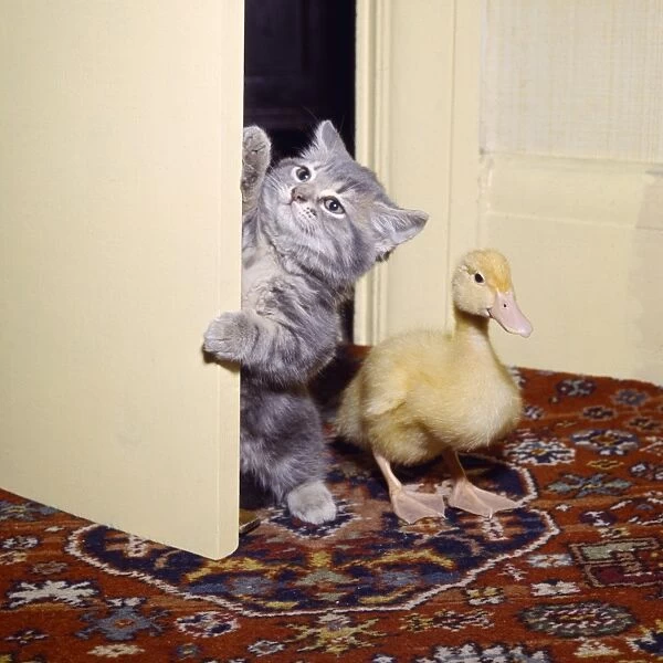 Kitten and duckling in the doorway