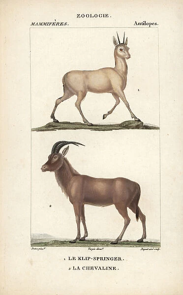 Klipspringer, Oreotragus oreotragus, and roan
