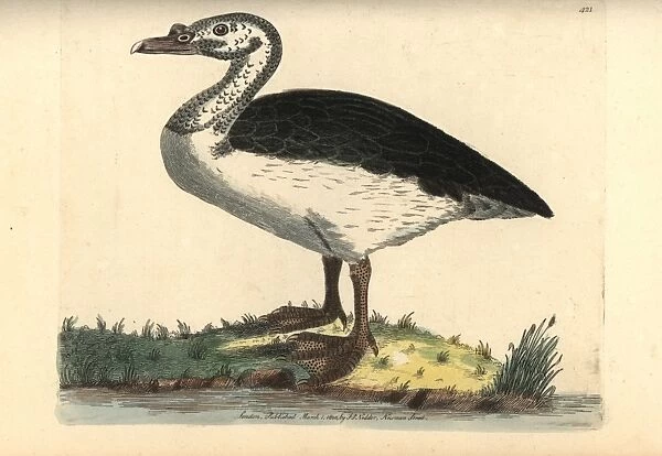Knob-billed or comb duck, Sarkidiornis melanotos
