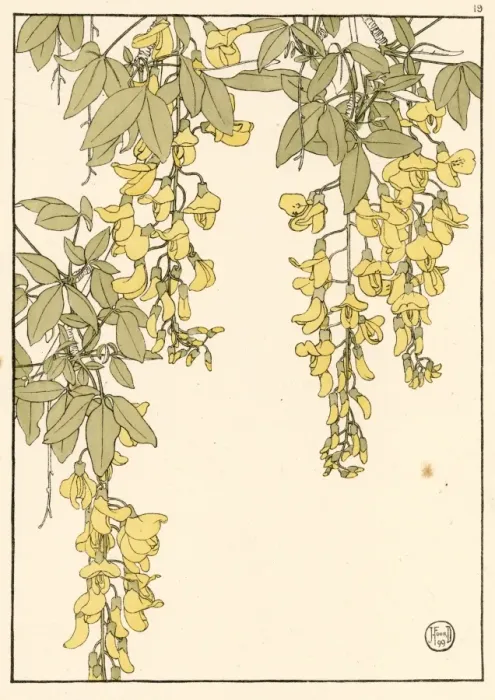 Framed Print : Laburnum Decorative Study Print, 1899 Framed Print : Laburnum Decorative Study Print, 1899