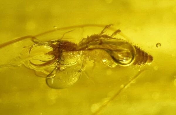 Lacewing larva in amber