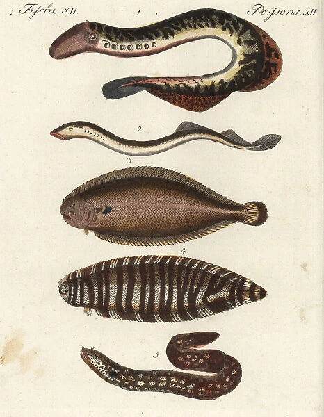 Lampreys, sole, sea zebra and eel