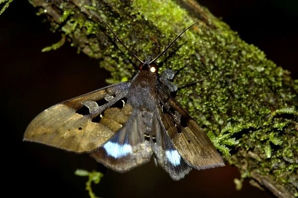 Large nocturnal moth is on a branch in the undergrowth