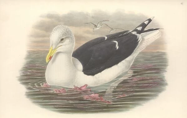 Larus marinus, great black-backed gull