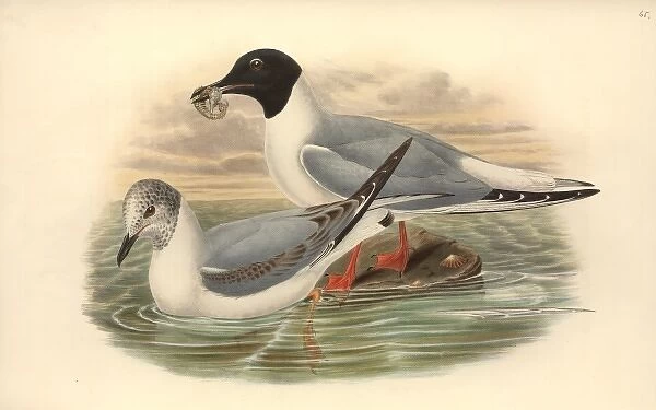Larus philadelphia, Bonapartes gull
