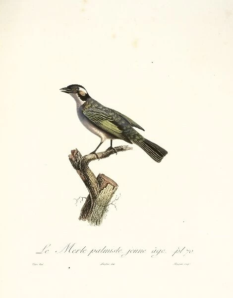Le Merle palmiste, blackbird in cabbage tree