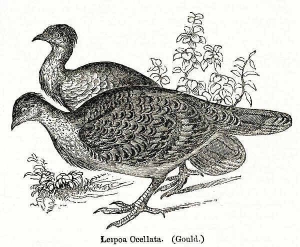Leipoa Ocellata or Malleefowl, Australian bird