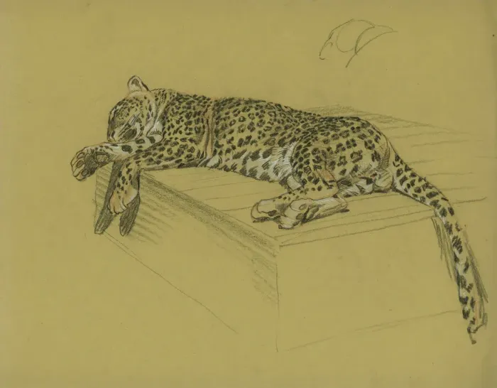 Framed Print : Leopard Lying on a Ledge Print by Unknown Artist Framed Print : Leopard Lying on a Ledge Print by Unknown Artist