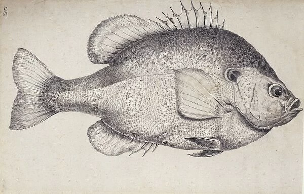 Lepomis microlophus, redear sunfish
