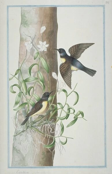 Leptocoma zeylonicus, purple-rumped sunbird