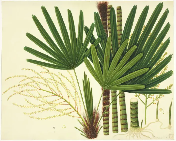 Framed Print : Licuala sp Plate 981, John Reeves Collection Print Framed Print : Licuala sp Plate 981, John Reeves Collection Print