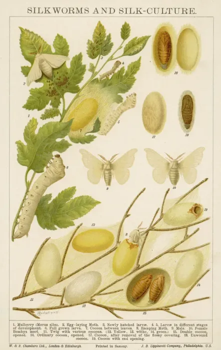 Framed Print : Silk Worm Life Cycle Print Framed Print : Silk Worm Life Cycle Print