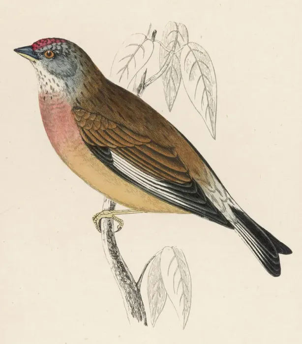 Framed Print : Linnet Print: A Watercolour of Carduelis cannabina Framed Print : Linnet Print: A Watercolour of Carduelis cannabina