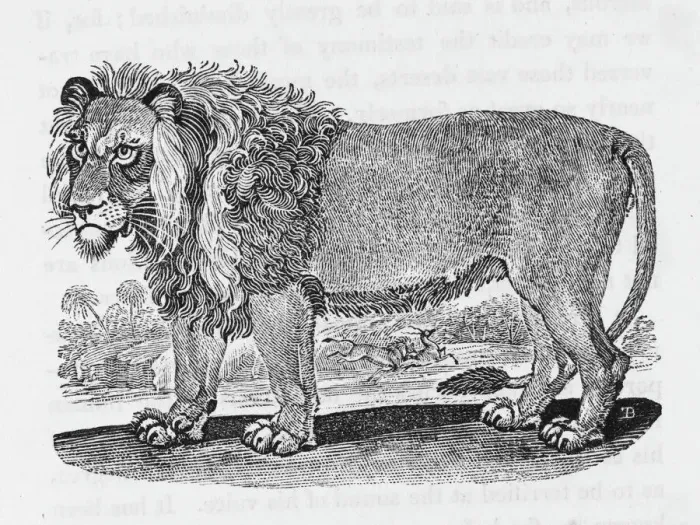 Framed Print : African Lion Print (Bewick) Felis leo Framed Print : African Lion Print (Bewick) Felis leo